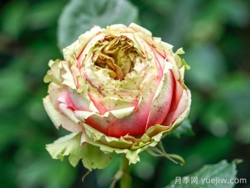3個僵尸月季品種，花苞打不開，選擇需謹(jǐn)慎