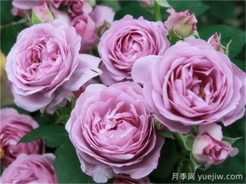 熱門(mén)50種月季花品種展示，每一種都獨(dú)特美麗
