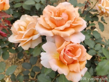 花友票選10種最好養(yǎng)護的花卉，月季第二