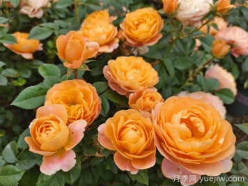 15款經(jīng)典月季花，好看好養(yǎng)，月季花開(kāi)看花海！