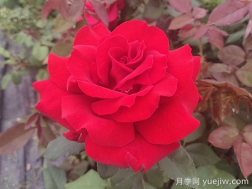 關于月季花顏色寓意，你不知道的花語
