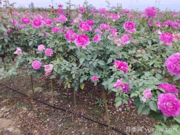 澆水施肥用土，避開雷區(qū)養(yǎng)好月季