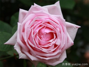 哪個國家的月季更勤花？月季怎么才能做到月月開花？