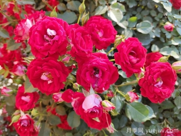 藤本小女孩月季介紹和優(yōu)缺點