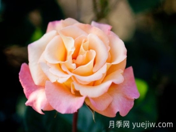 蒙娜麗莎油畫月季介紹和優(yōu)缺點