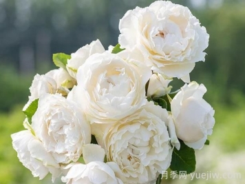 伊芙白雪公主月季介紹和優(yōu)缺點