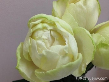  伊芙雪之香水月季介紹和優(yōu)缺點