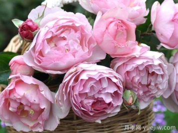 伊芙魂之香水月季介紹和優(yōu)缺點
