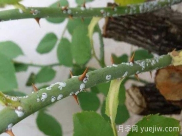 夏季月季花容易感染蚧殼蟲，要怎么防治？