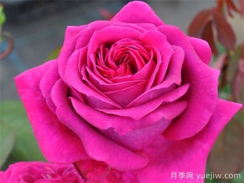 悠久的約定月季介紹和優(yōu)缺點