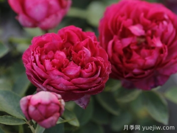 伊芙胭脂香水月季介紹和優(yōu)缺點