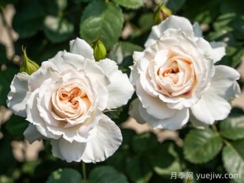 剪秋水月季介紹和優(yōu)缺點