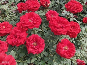 關(guān)于切花月季的規(guī)范