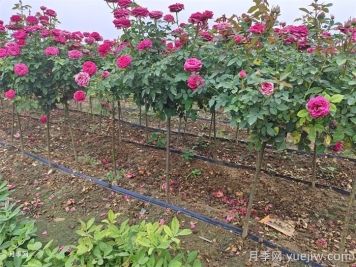 月季花的簡單養(yǎng)護(hù)技巧