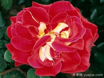 雅基穆爾月季/雅琦莫月季