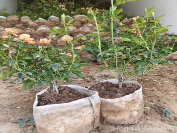 月季修剪有技巧，掌握要點復(fù)花快能開好幾茬