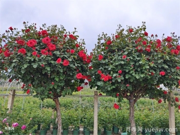 養(yǎng)花屆的新寵兒樹狀月季，南陽月季樹好不好養(yǎng)呢？