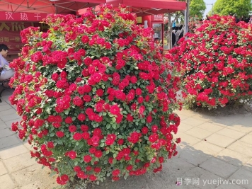 造型月季花球在城市園林綠化中的應(yīng)用