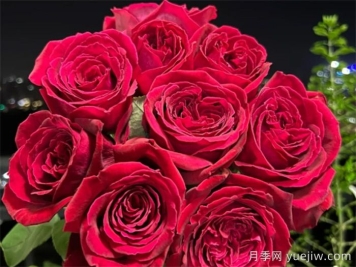 蔣恩鈿帶領(lǐng)中國月季走向世界，被稱為月季夫人