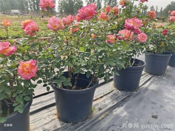 秋天養(yǎng)月季掌握4個(gè)要點(diǎn)，才能開(kāi)花爆盆