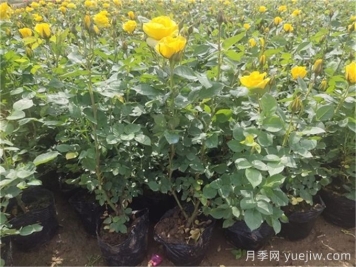 月季又細(xì)又長(zhǎng)怎么辦？如何讓月季長(zhǎng)得矮壯？
