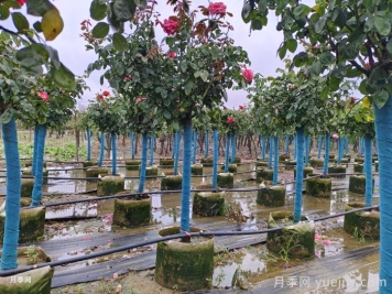夏季樹狀月季管理要點