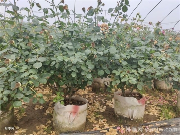 夏天月季為什么往往開(kāi)得不太好？原因在這里