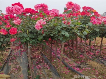 為什么3公分樹狀月季成綠化工程批發(fā)爆款？