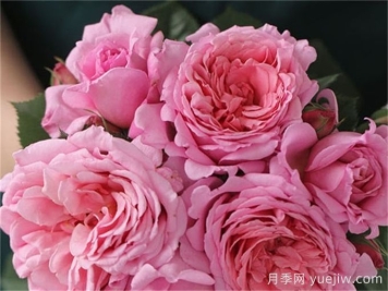 藤本月季之歡迎月季的優(yōu)缺點是什么？