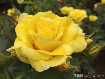月季花怎么管理開(kāi)花又多又大？做好四點(diǎn)