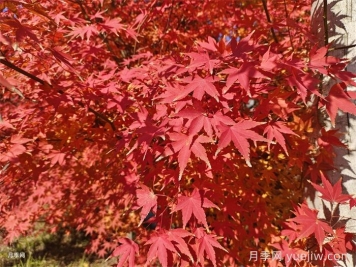 入秋紅楓如何養(yǎng)護(hù)？秋天葉子鮮紅似火
