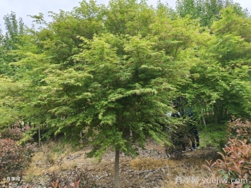 九月份園林苗木易發(fā)生的病蟲害及防治方法