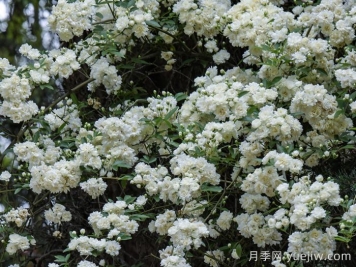 白木香薔薇
