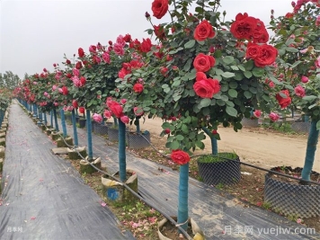 公園和景區(qū)樹(shù)狀月季，樹(shù)狀月季苗批發(fā)基地