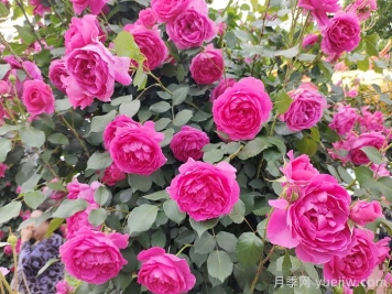 花墻養(yǎng)成必選的6種藤本月季品種，四季開花不停歇