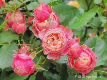 浪漫比克和冥王星陽臺哪個適合陽臺種植？