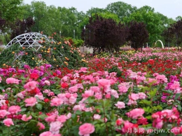 月季名園：石家莊市植物園玫瑰月季園