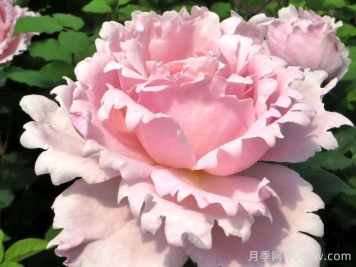 索菲羅莎月季/蘇菲羅莎