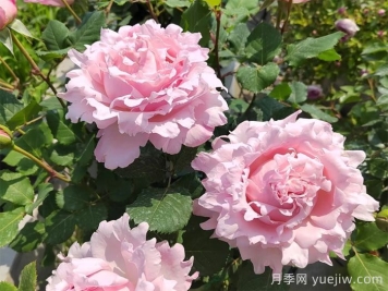 索菲羅莎月季有什么優(yōu)點和缺點？