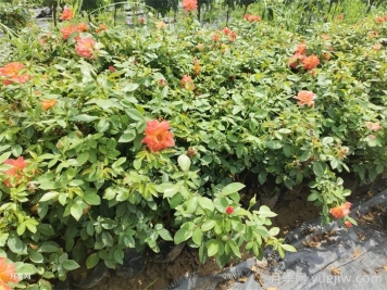 花多多1號和2號的區(qū)別，月季花什么時候用花多多2號？