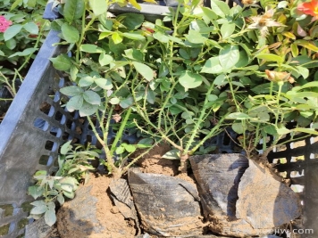 養(yǎng)月季花可不可以只用花多多2號催花肥？
