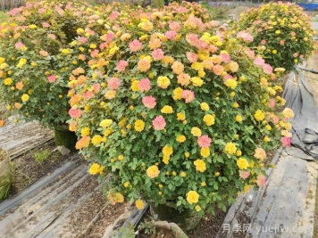 藤彩虹月季的耐熱性怎么樣？