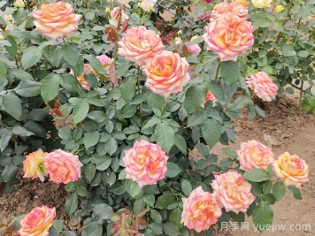 7月入伏盛夏期間月季怎么養(yǎng)？夏季養(yǎng)好秋季爆花