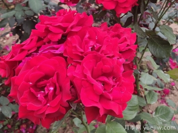 不同顏色的月季花語是什么？