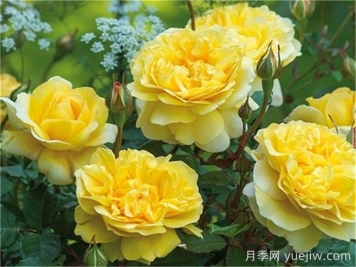 盆栽月季在北方冬季室內(nèi)能否開花？