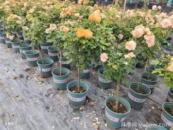 夏天養(yǎng)護(hù)月季的6個關(guān)鍵事項(xiàng)