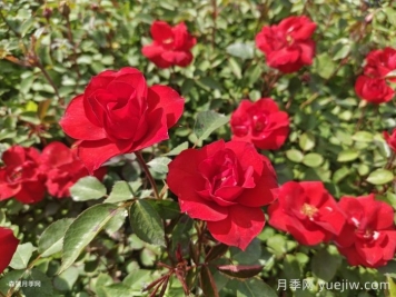 北京紅月季，國月園林豐花月季推薦