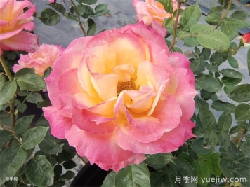 超火的10款復色系月季，款款精選