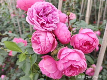 2025年花友票選藤本月季花量排行榜