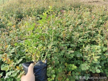 夏天打造月季小苗圓潤株型